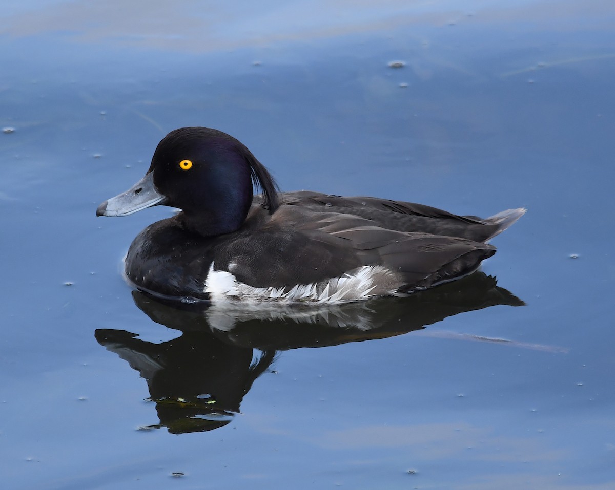 Tufted Duck - ML590932781