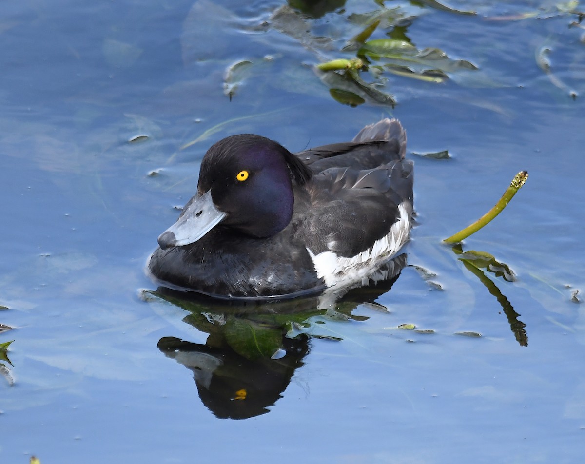 Tufted Duck - ML590932791