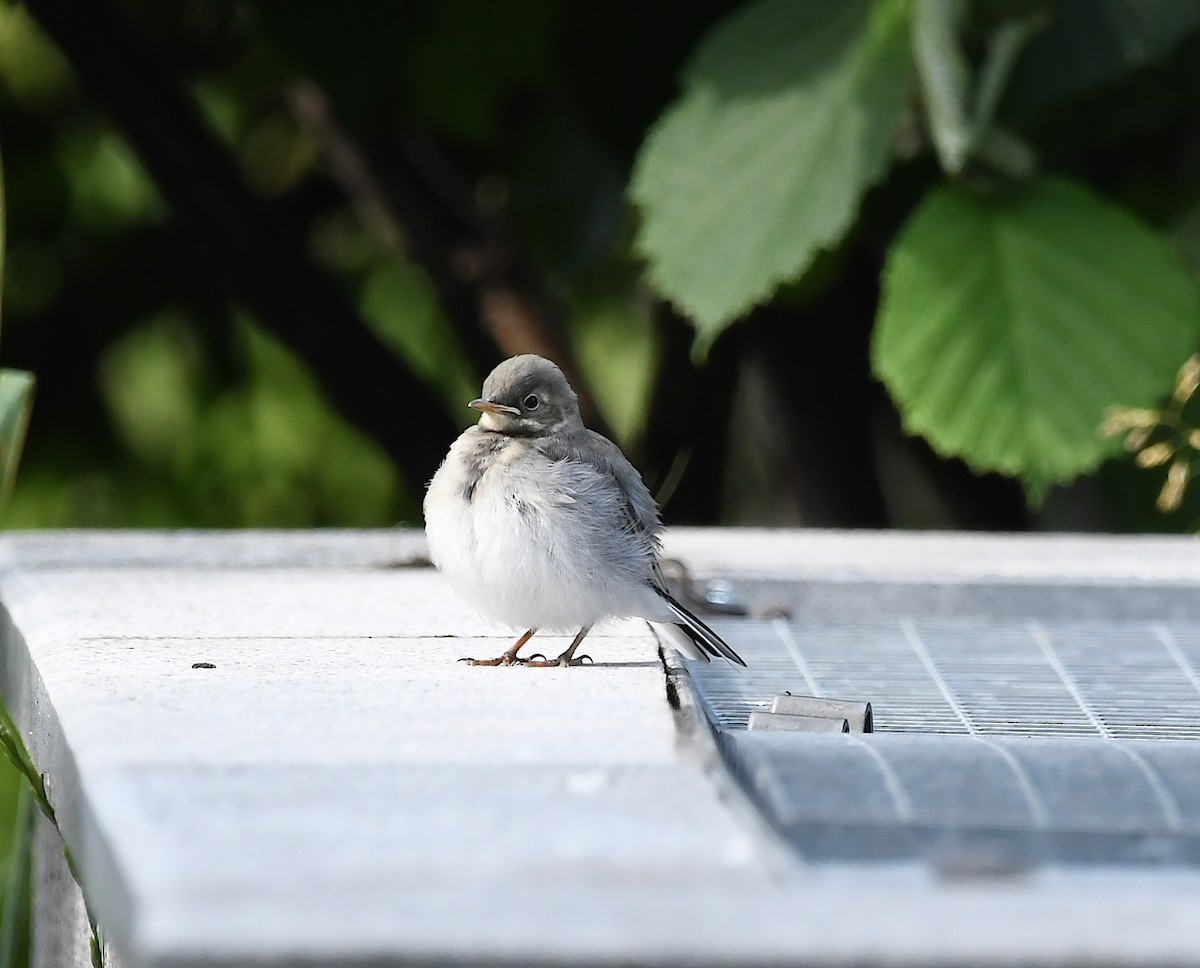 White Wagtail - ML590932861