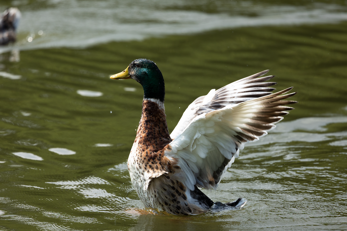 Canard colvert - ML590933221