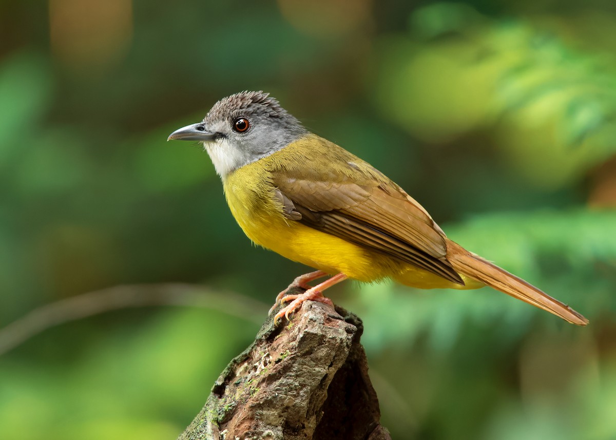 Yellow-bellied Bulbul - Ayuwat Jearwattanakanok