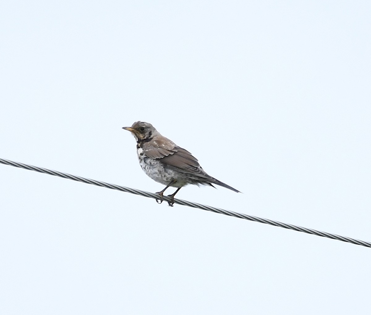 Fieldfare - ML590934541