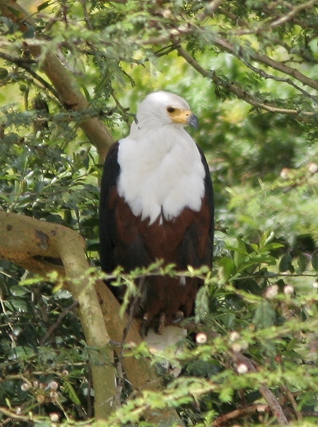 African Fish-Eagle - ML59093471