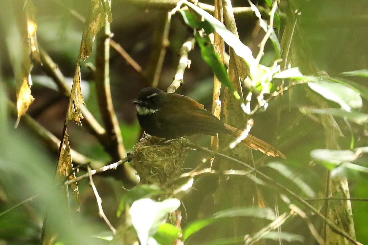 Rufous-tailed Fantail - ML590935921