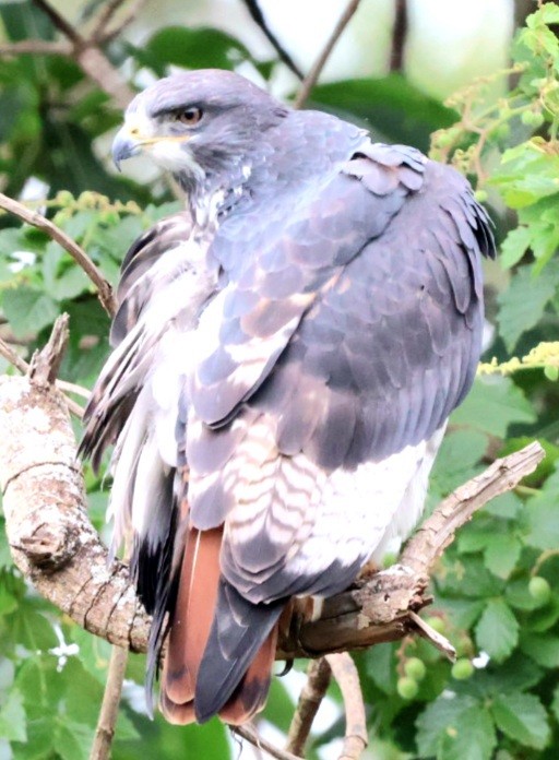 Augur Buzzard - ML590937031