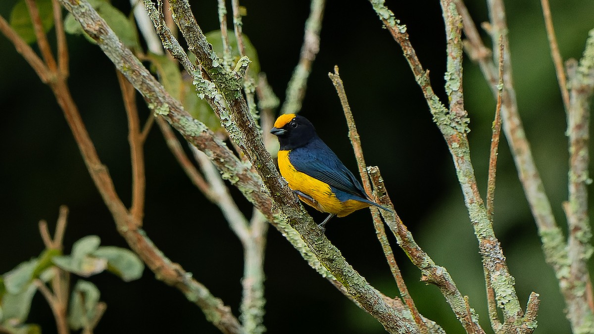 Orange-bellied Euphonia - ML590937051