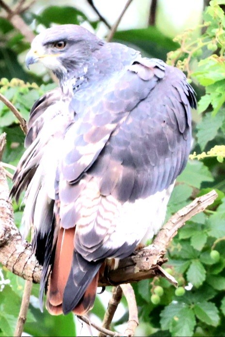 Augur Buzzard - ML590937121