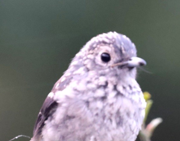White-eyed Slaty-Flycatcher - ML590937191