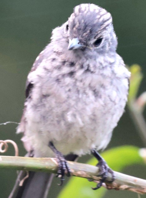 White-eyed Slaty-Flycatcher - ML590937241