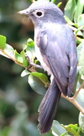 White-eyed Slaty-Flycatcher - ML590937301