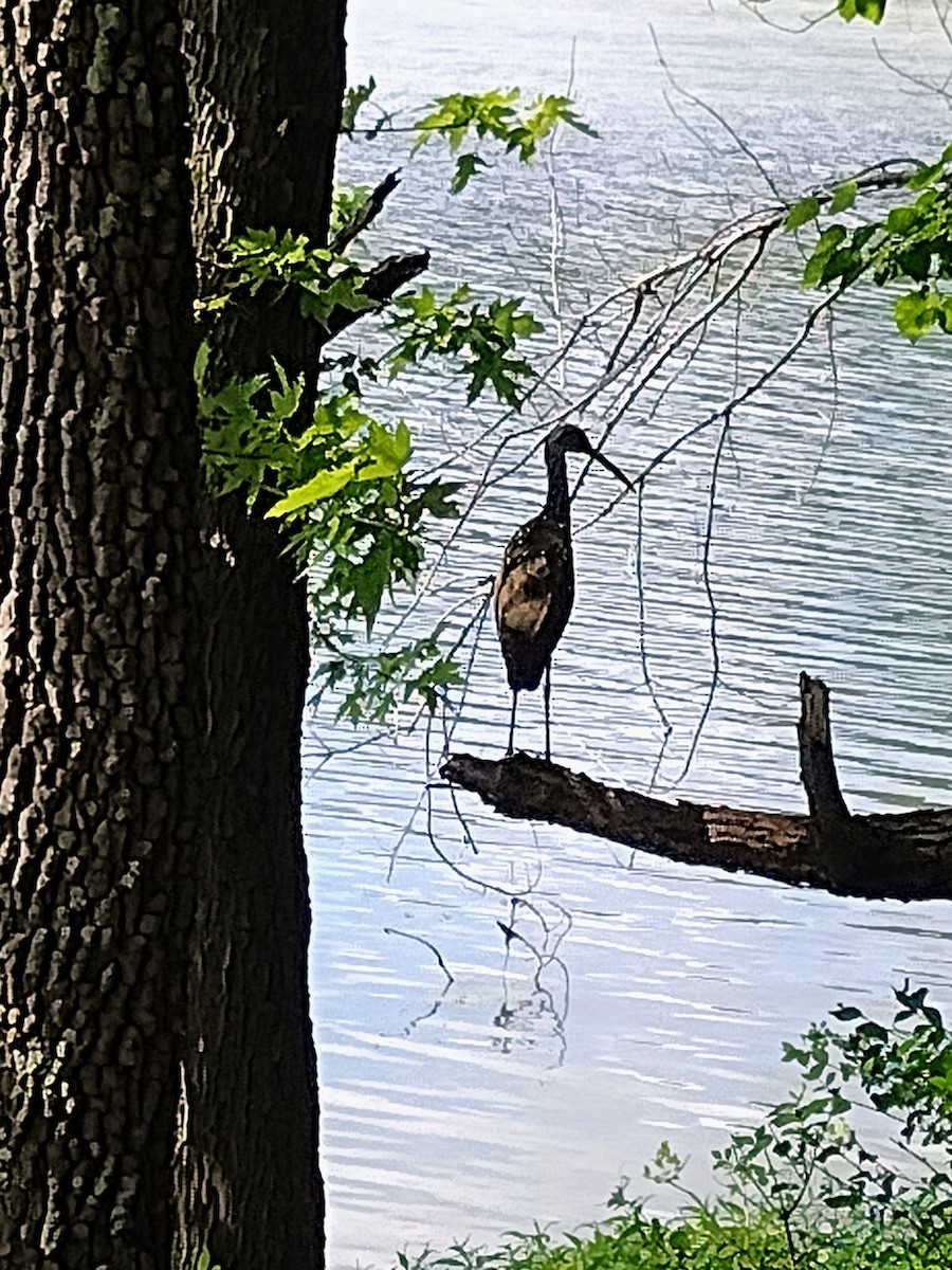 Limpkin - ML590937401