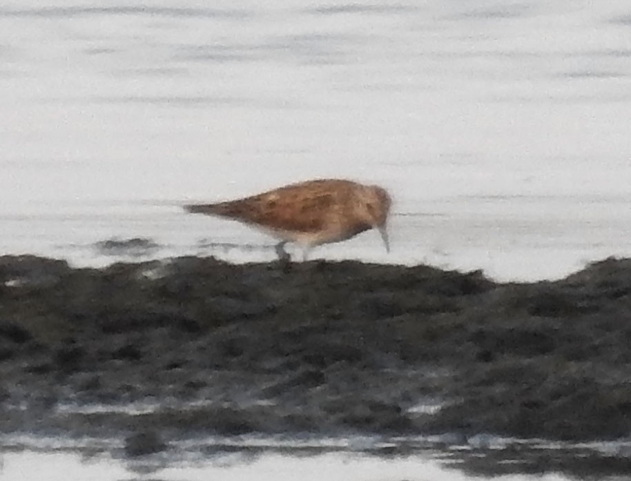 White-rumped Sandpiper - Trevor Ellery