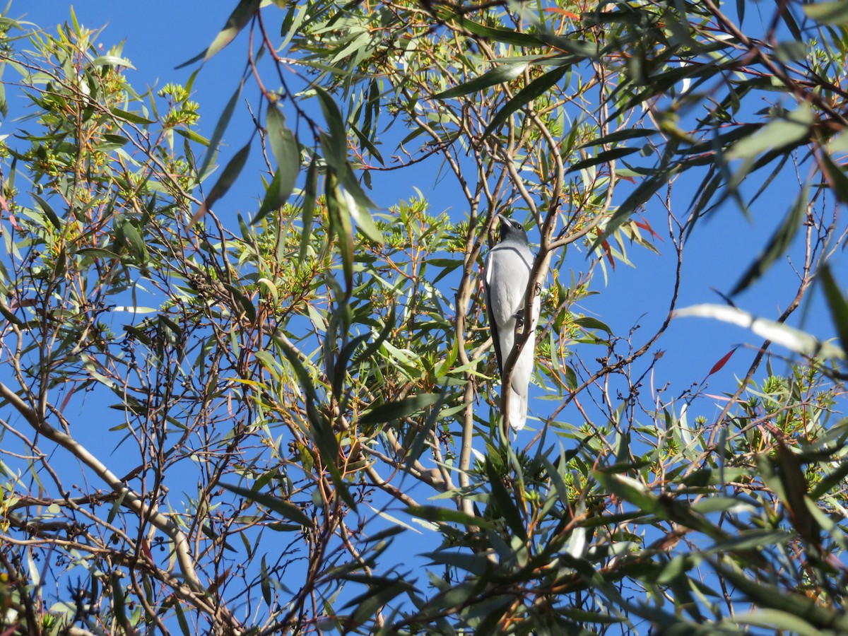 オーストラリアオニサンショウクイ - ML590937921