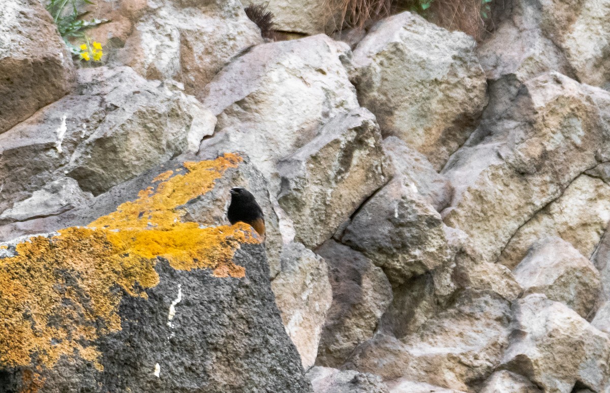 Black Redstart (Eastern) - ML590939131