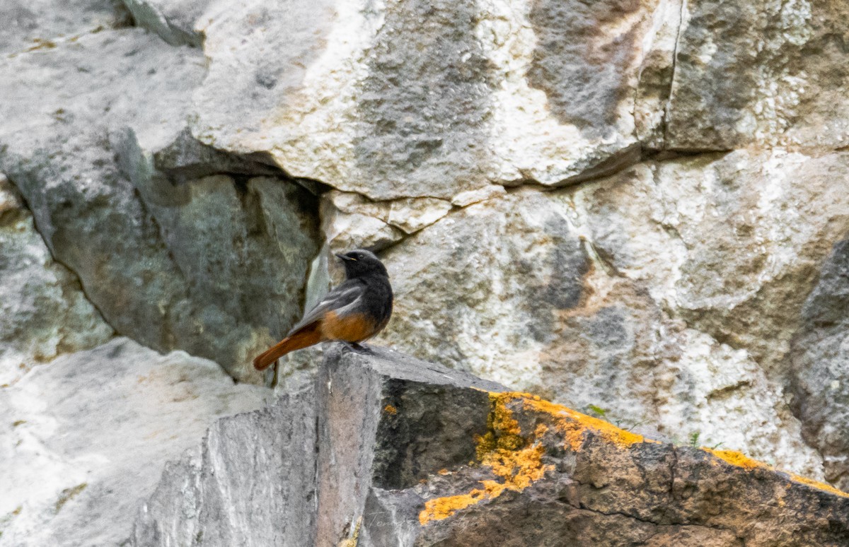 Black Redstart (Eastern) - ML590939141