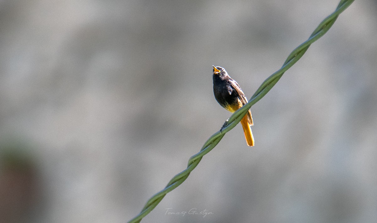 Black Redstart (Eastern) - ML590939151