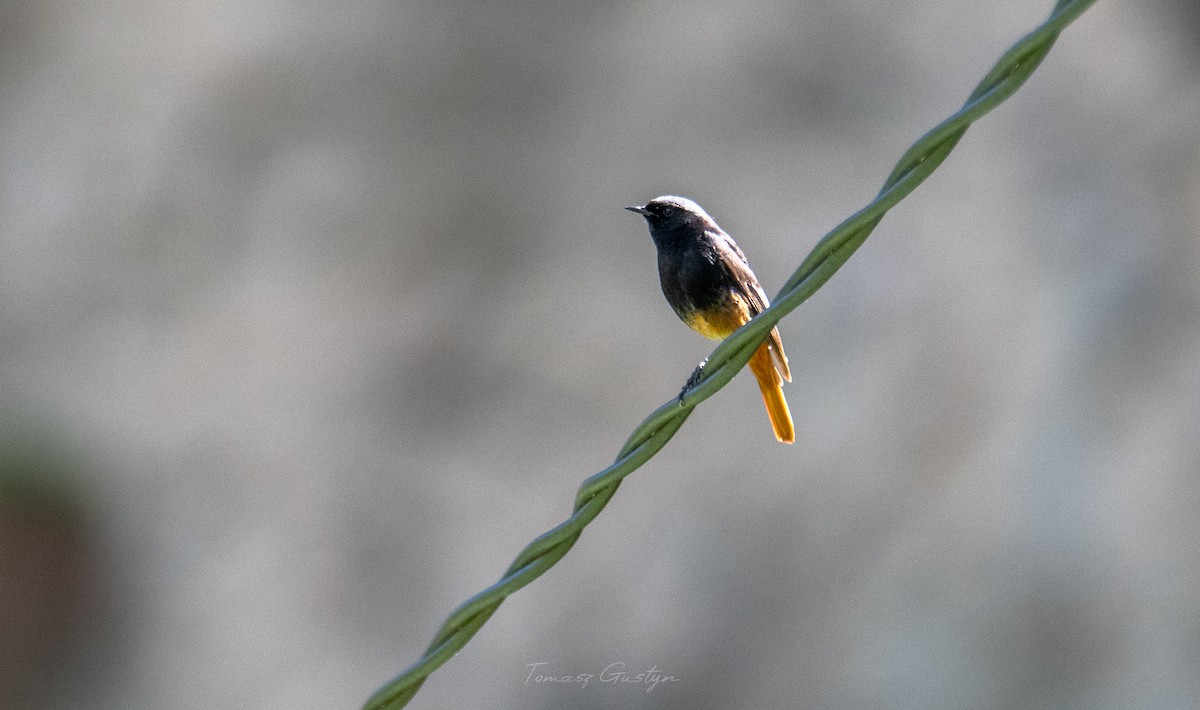 Black Redstart (Eastern) - ML590939161