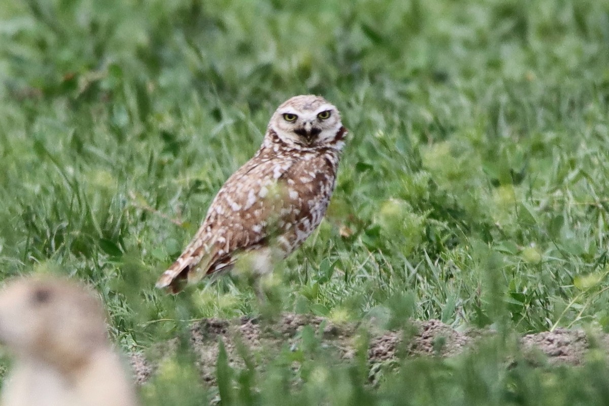 Burrowing Owl - ML590940261