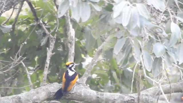 White-naped Woodpecker - ML590940561