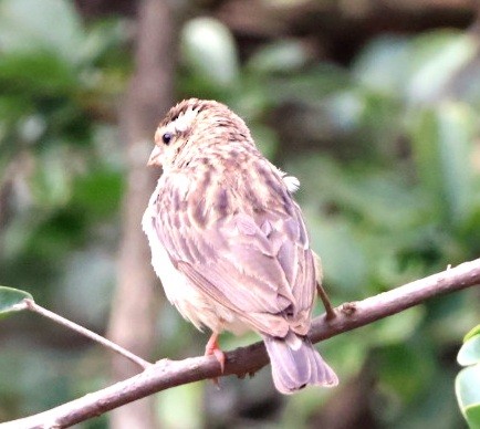 Village Indigobird - ML590940811