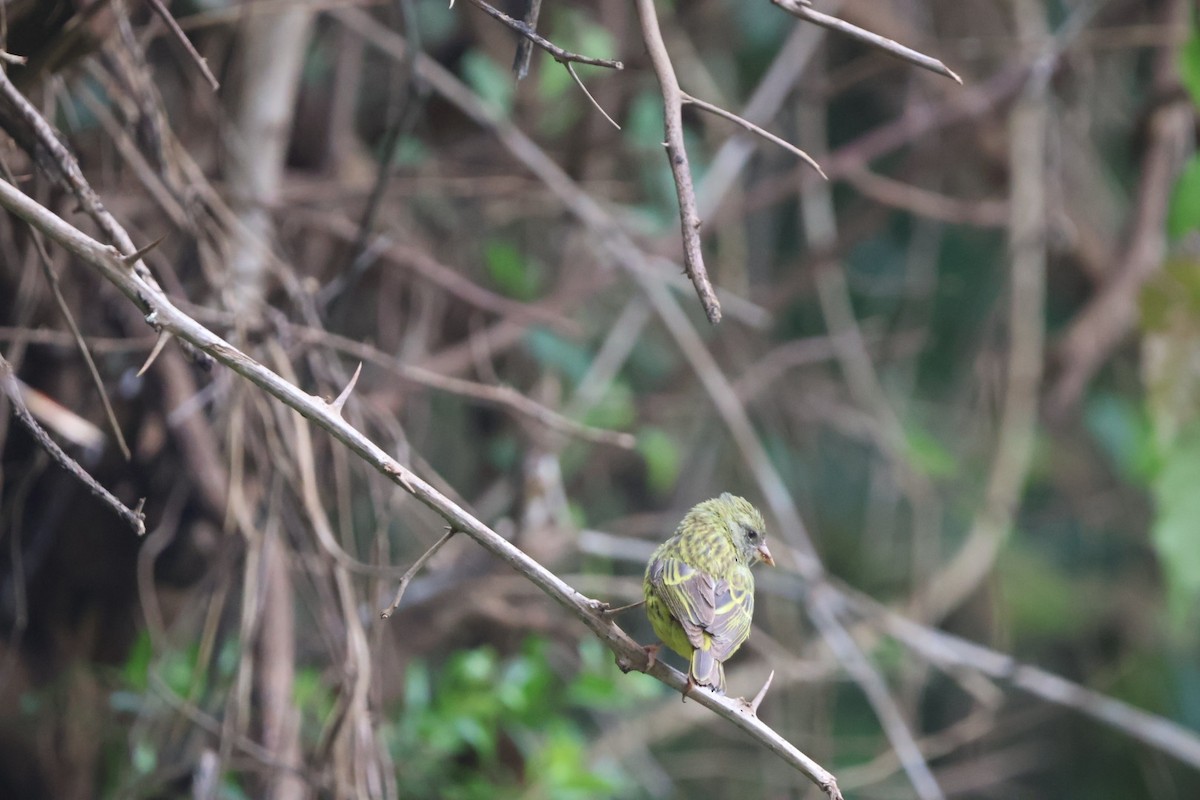 Southern Citril - ML590940911