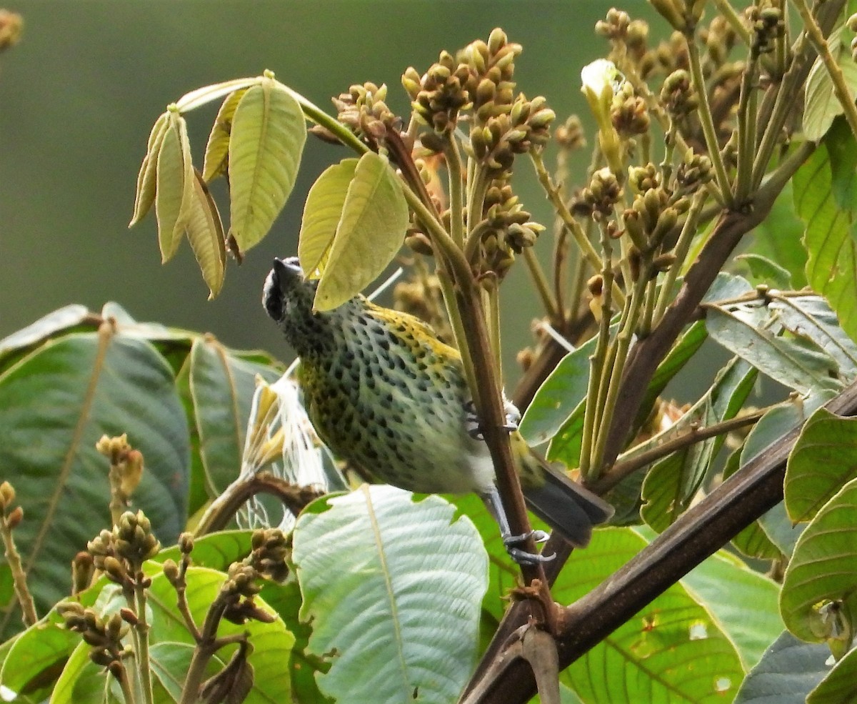 Tangara Puntosa - ML590941281