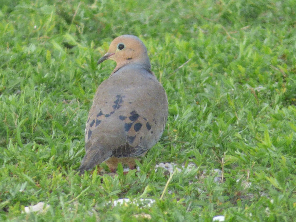 Mourning Dove - ML59094171