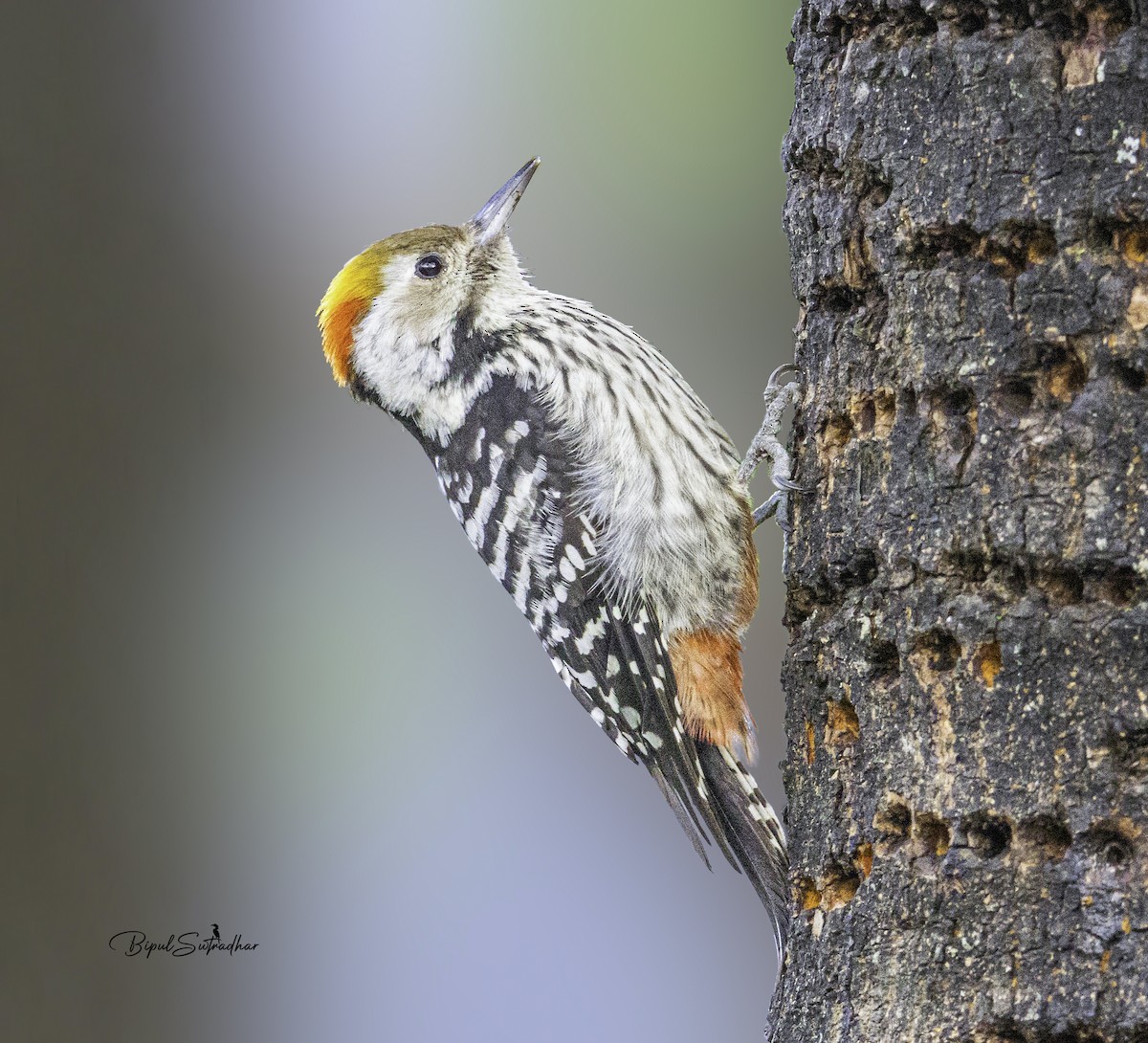 Brown-fronted Woodpecker - Brahmarshi Sutradhar