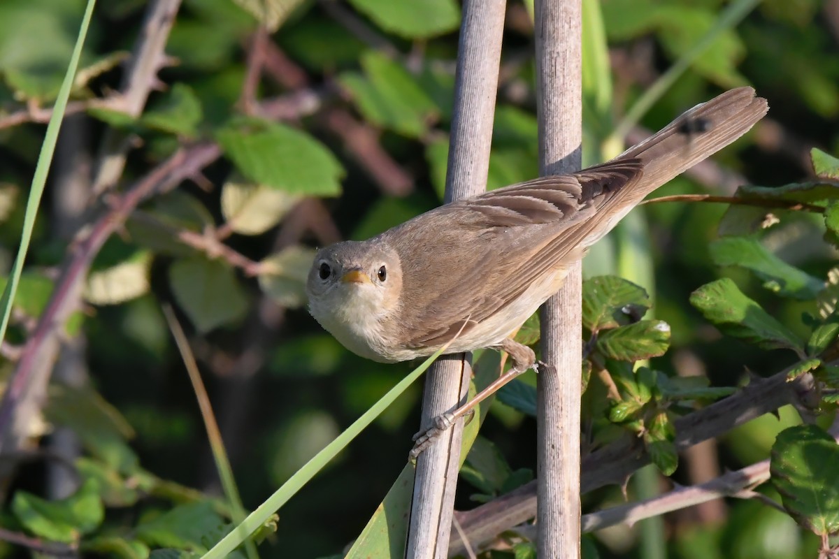 Western Olivaceous Warbler - ML590944091