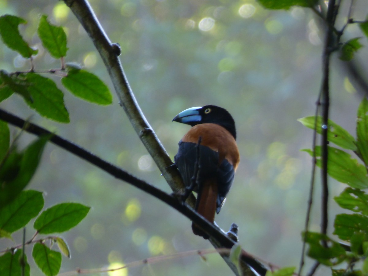 Helmet Vanga - ML590944481