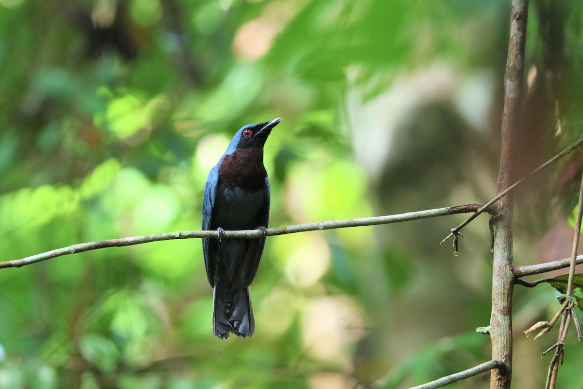 Maroon-breasted Philentoma - Ben Weil