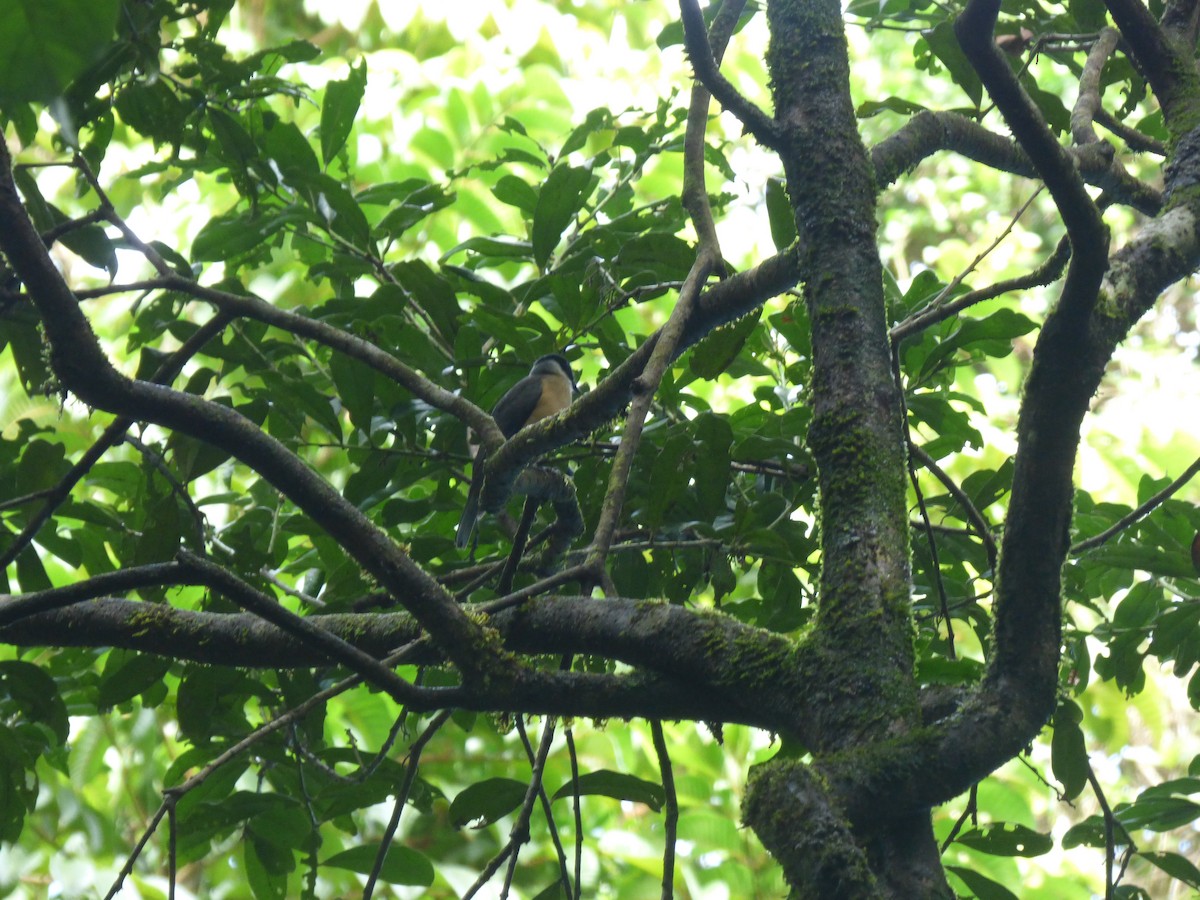 Tylas Vanga - ML590945371