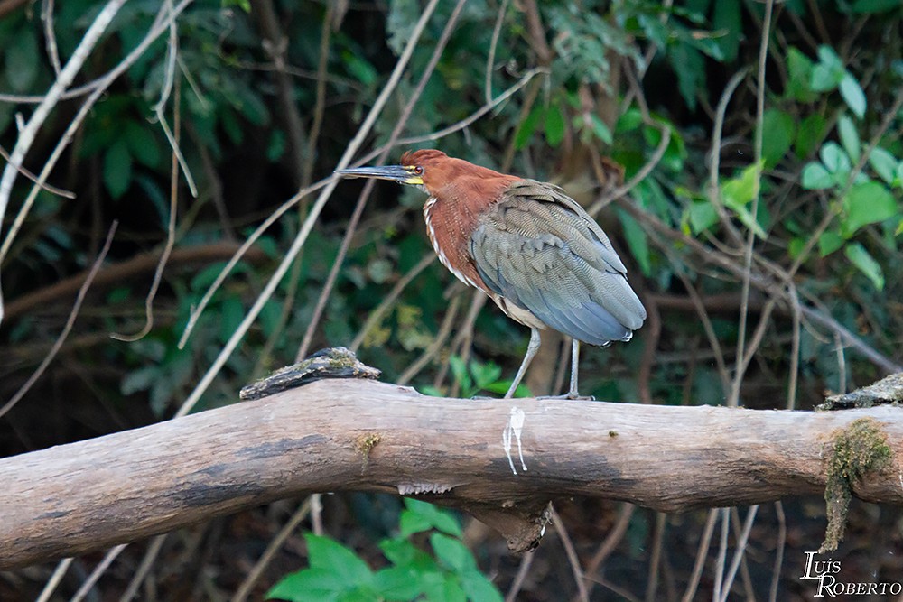 Rufescent Tiger-Heron - ML590946151