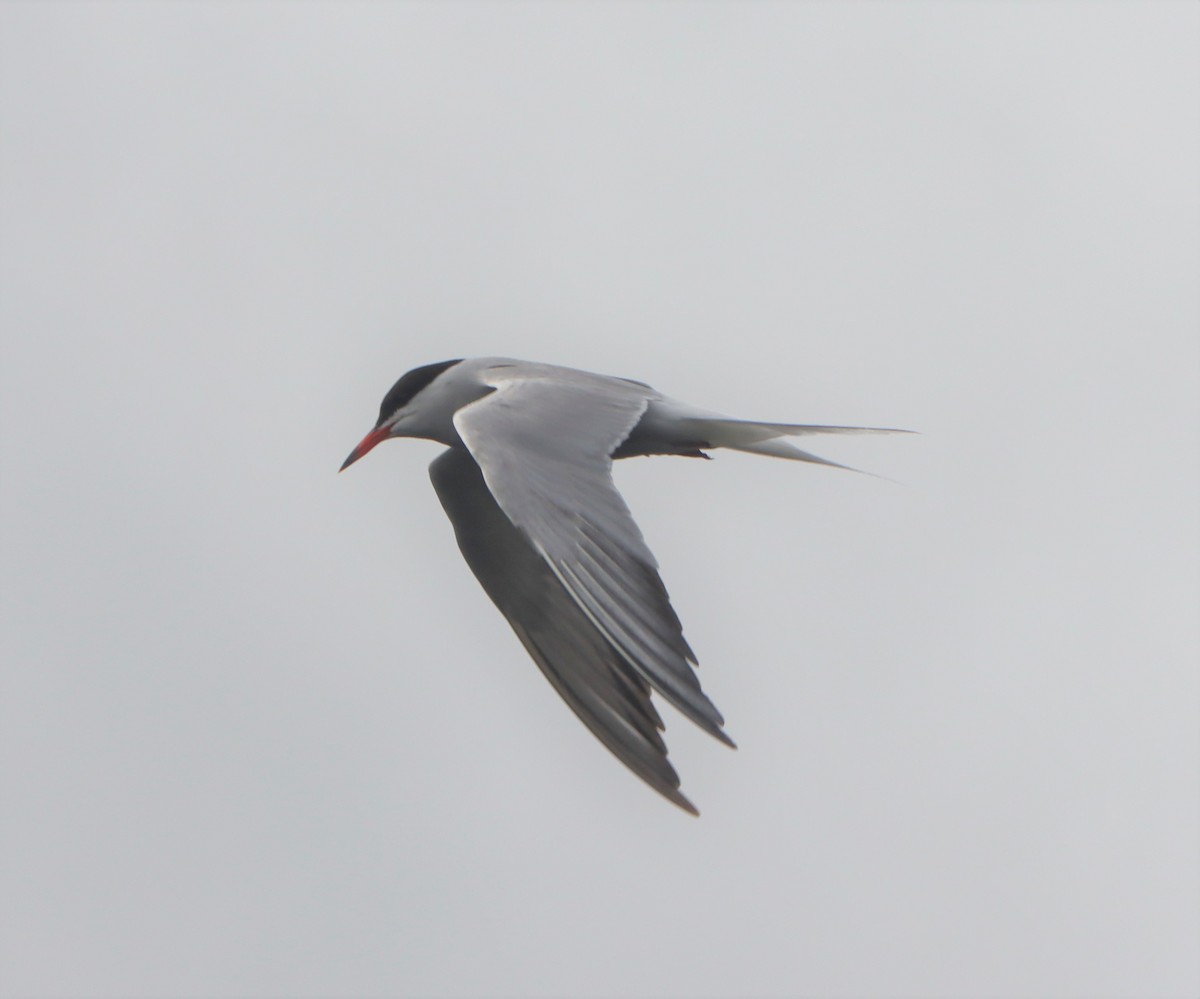 Common Tern - ML590946201