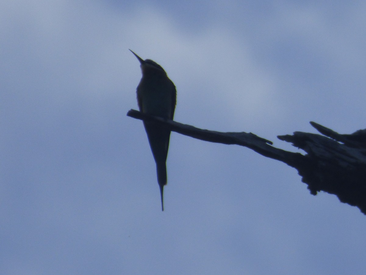 Olive Bee-eater - ML590946301