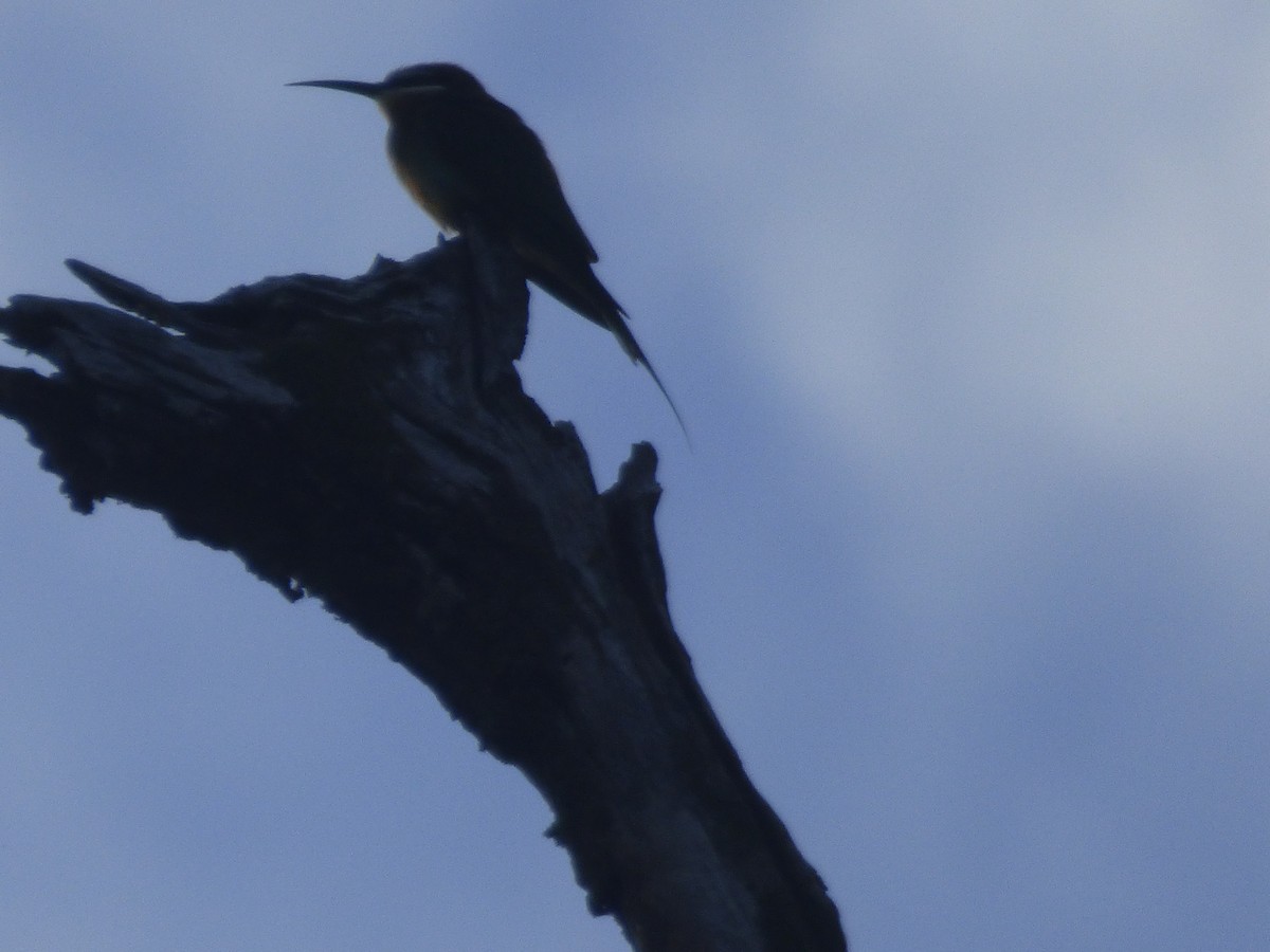 Olive Bee-eater - ML590946311