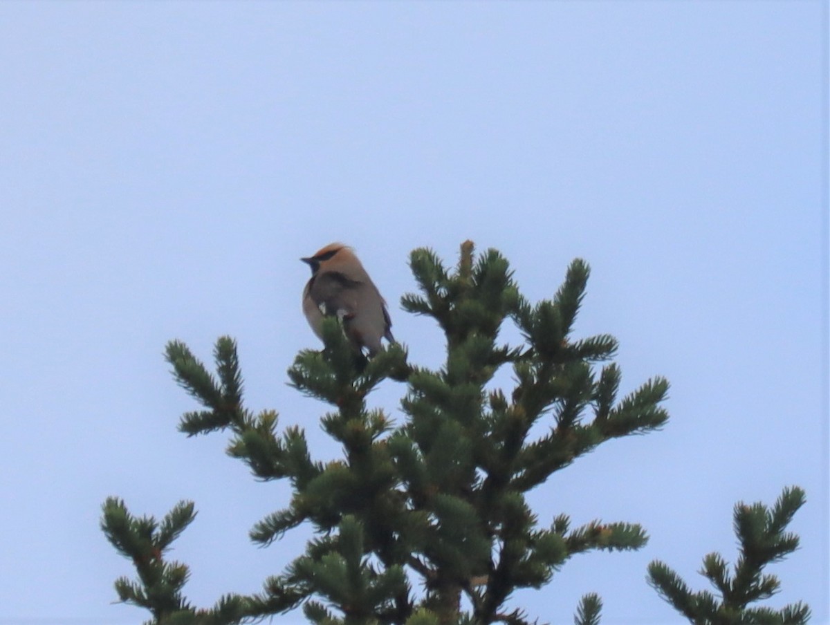 Bohemian Waxwing - ML590946331