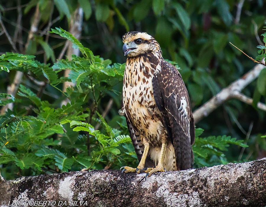 Great Black Hawk - ML590946831