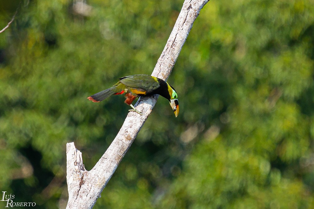 Gould's Toucanet - ML590947131