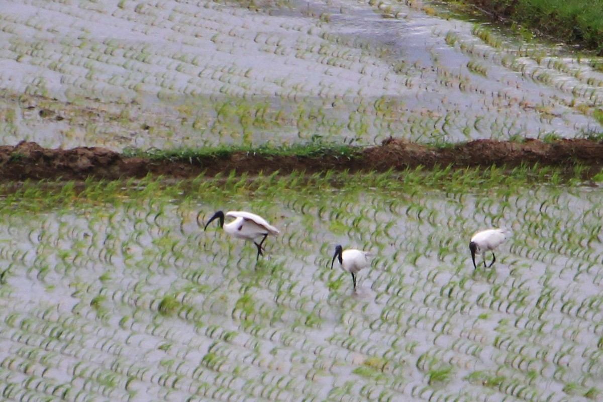 Black-headed Ibis - ML590947641