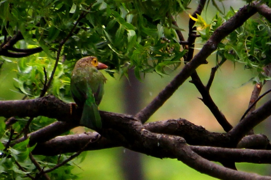 Brown-headed Barbet - ML590947741