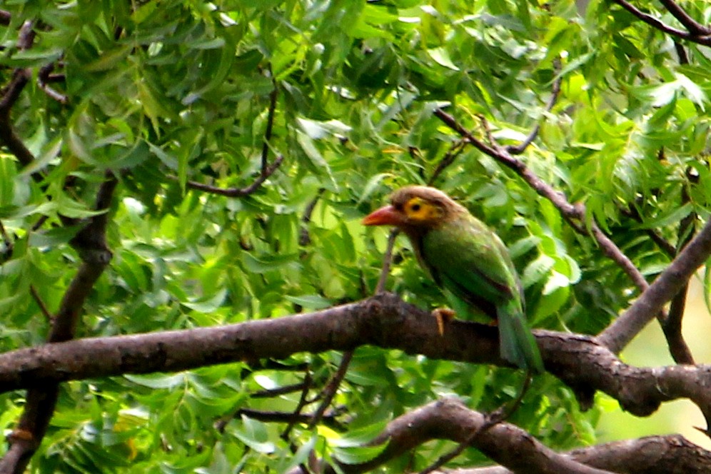 Brown-headed Barbet - ML590947761