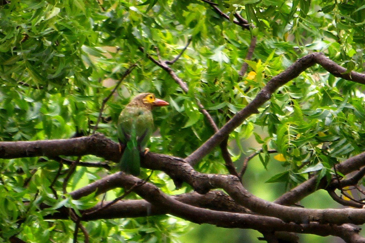 Brown-headed Barbet - ML590947771