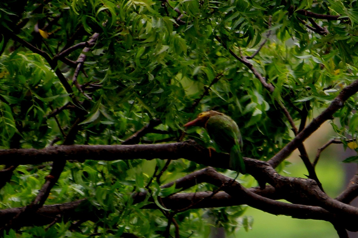 Brown-headed Barbet - ML590947781