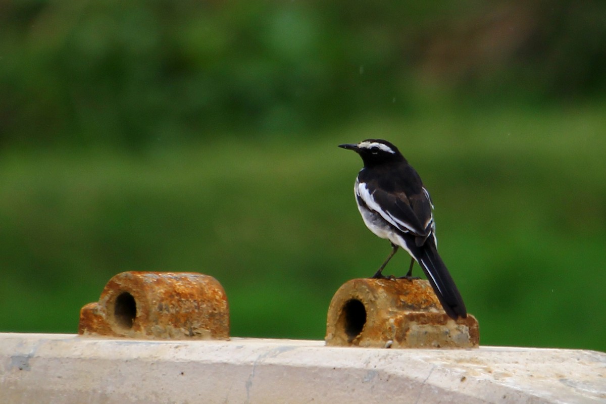 White-browed Wagtail - ML590947871