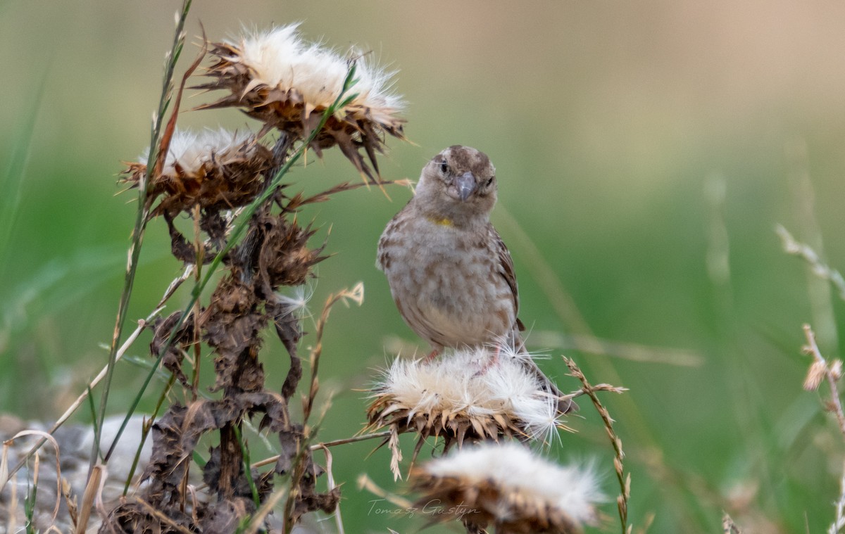 Rock Sparrow - Tomasz Gustyn