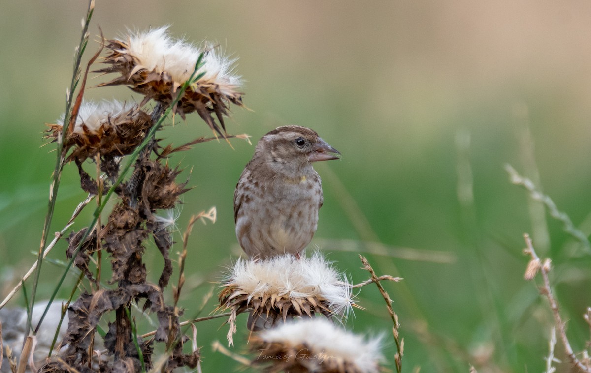 Rock Sparrow - Tomasz Gustyn