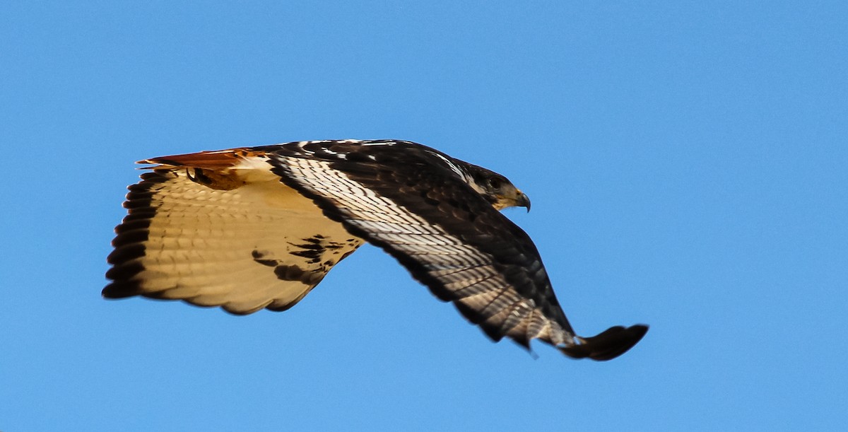 Augur Buzzard - Omurcem AKKAYA