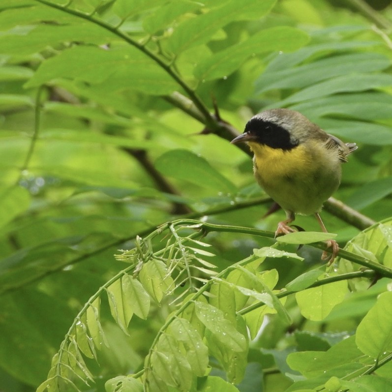 Common Yellowthroat - ML590949671