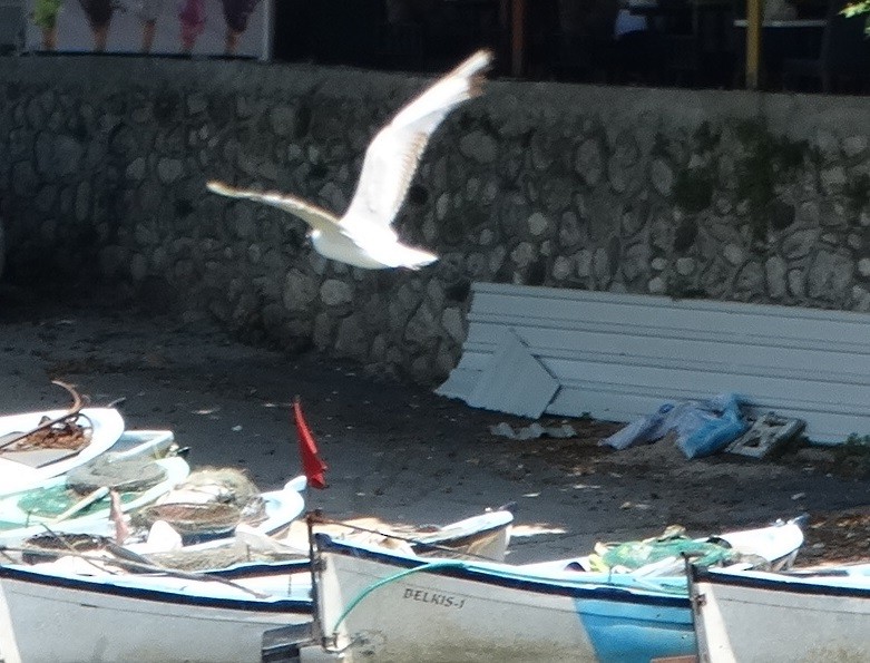 Black-headed Gull - ML590949841